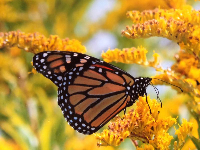monarch, butterfly, konni wells, pemaquid point, maine
